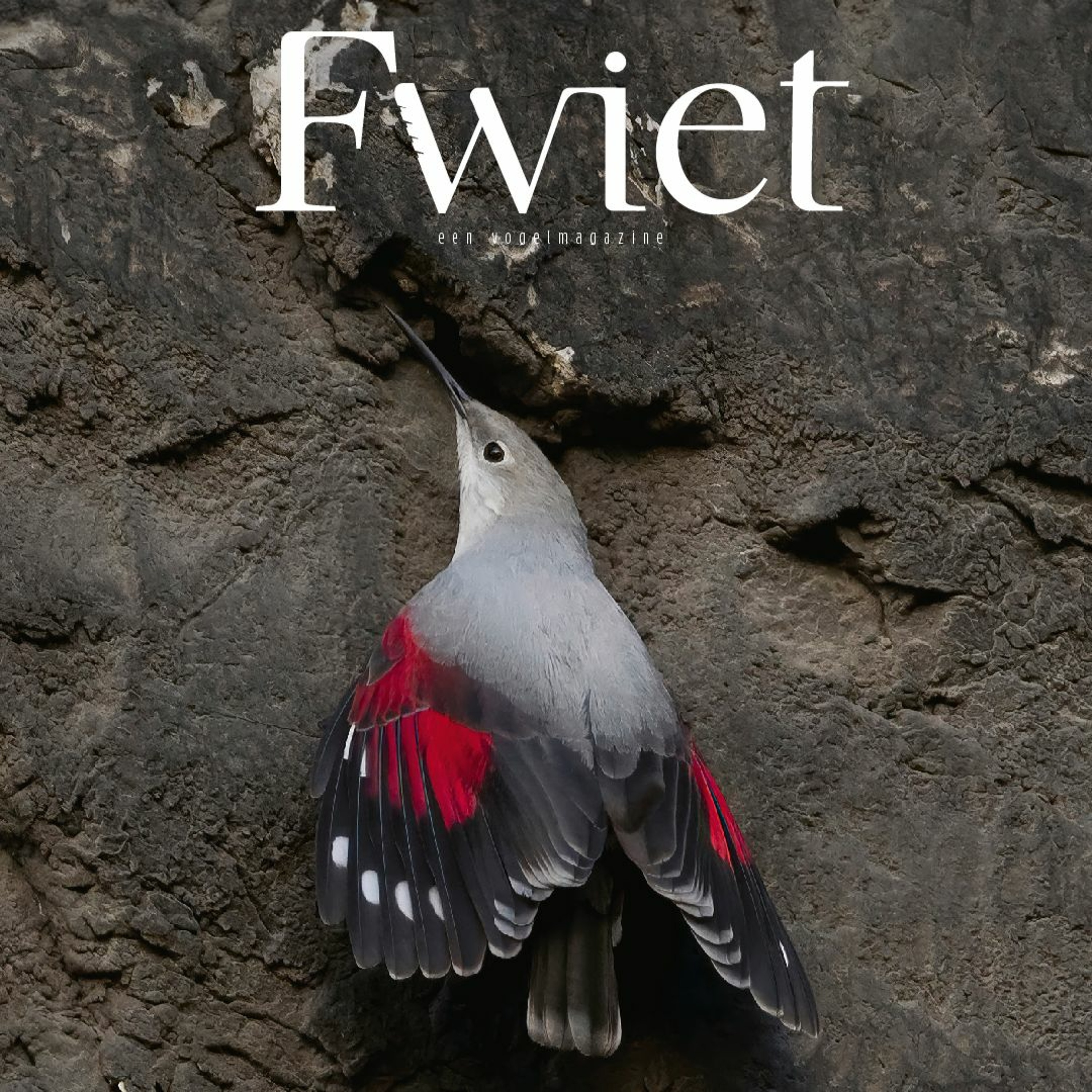 Fwiet! Fwiet! 60 Fwiet Vogelmagazine 7: Twitch