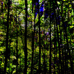 Dendrosymphonic (disquiet0669)