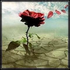 Fantasía: Una rosa en el desierto