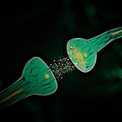 FENDERR. - SEROTONIN