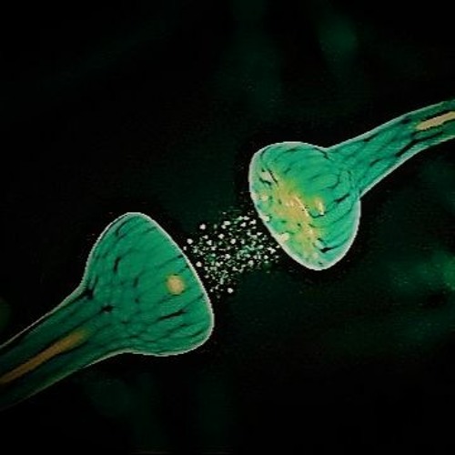 FENDERR. - SEROTONIN