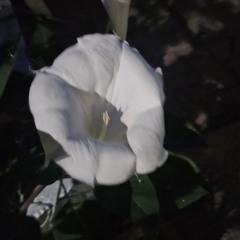 If You Sit Still Enough, You Can Feel The Earth Spinning