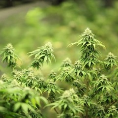 ANTHONY_ MARIJUANA _ MASTERING (BY STRK RECORDS).mp3