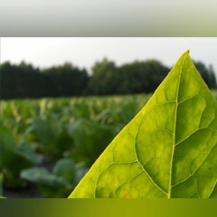Doru Petrean și Florin Ionaș/Generalul - Pe cine nu lași să moară |2️⃣🌱1️⃣6️⃣