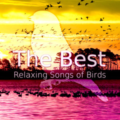 Relaxing Sound of Sheep and Birds