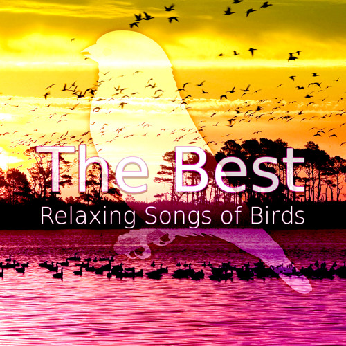 Relaxing Sound of Sheep and Birds