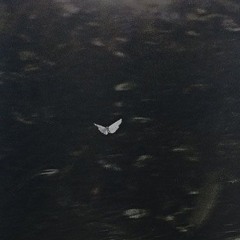 flutter.mp3