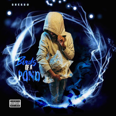 Birds of a Pond