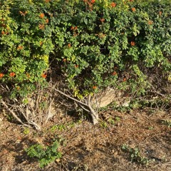 lxstk1 - what (housprty + nineslay)