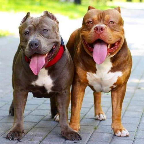 PITBULL 2023 - HLux ft Bchild remix