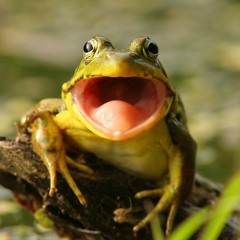 240413 · 9:00 pm · Grenouilles Vertes · Green Frogs (Creuse, France)