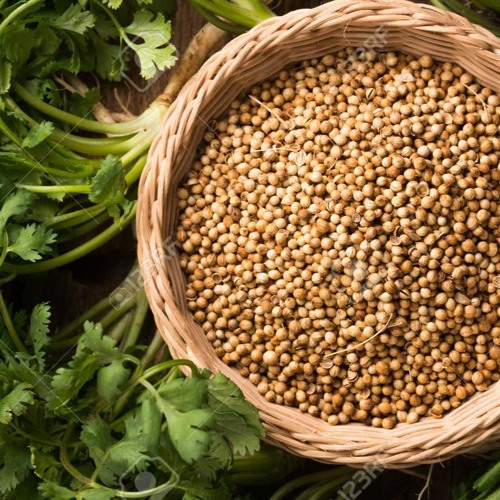 Coriander