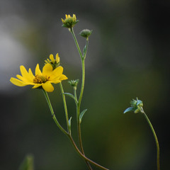 Papercuts (acoustic demo)