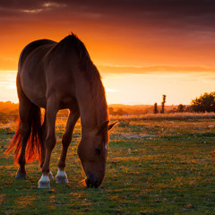 FREE SPIRIT $blakebea (prodyungvlonesmok)