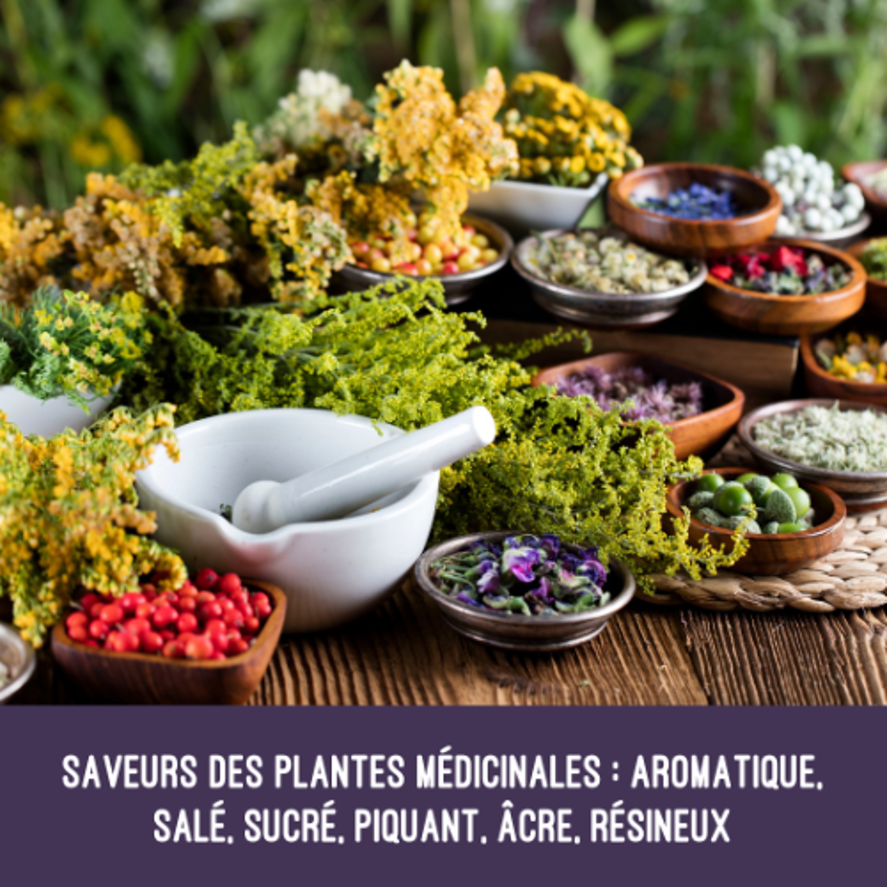 Saveurs des plantes médicinales – aromatique, salé, sucré, piquant, âcre, résineux-podcast