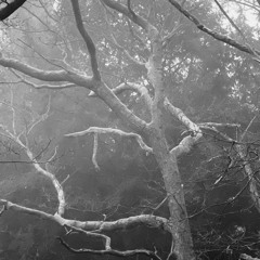 CAT Loeb TECHNO darkest darkness