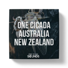 Cicadas Of Australia and New Zealand Compilation