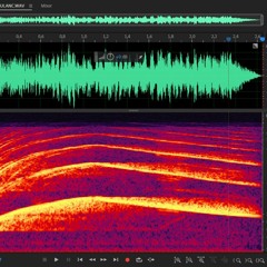 Ambulance WAV