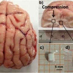 DP1 (download enabled)
