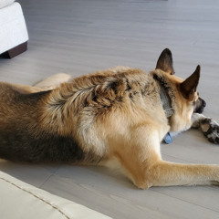 Mad Dog  -Written by Michelle Perron