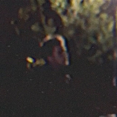 Trapped In Your Mind (demo)