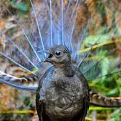 Take it from the bird - creating music inspired by the Superb lyrebird U/U workshop mix tape