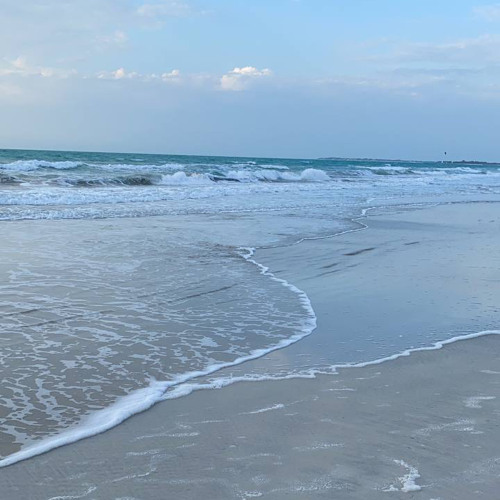 حـص البحـَر 🐚