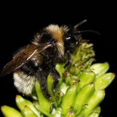 Bumblebees Without Hats