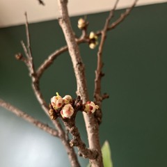 لج و لجبازی قشنگت میکنه