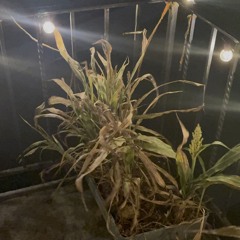 blowin in the wind (6 & 12).m4a