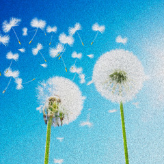 Softly the Wind Blows