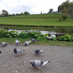 The Ballad Of Tommy McTomtom