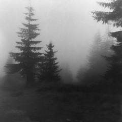 wandering through a forest...