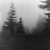 Artwork for wandering through a forest...