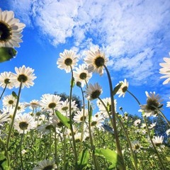 The Summer Day by Mary Oliver