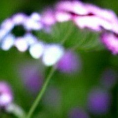 verbena