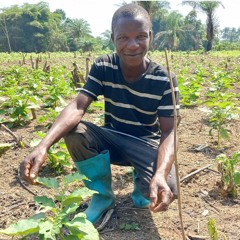 Liberia's farmers battle another challenge from climate change: pests