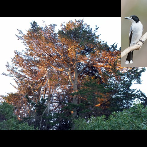 2022.03.13 Grey Butcherbird as Red Wattlebird. Coorong. Early Autumn.