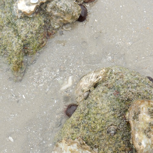 Stromatolithe, 4 Avril 2024, Extrait 2