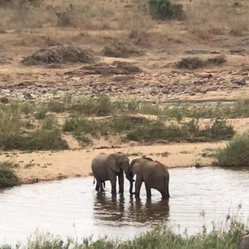 Escaped elephants return to Kruger Park unharmed