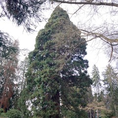 Entreaty To A Tree