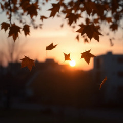 Fall With Me