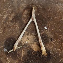 Wishbone