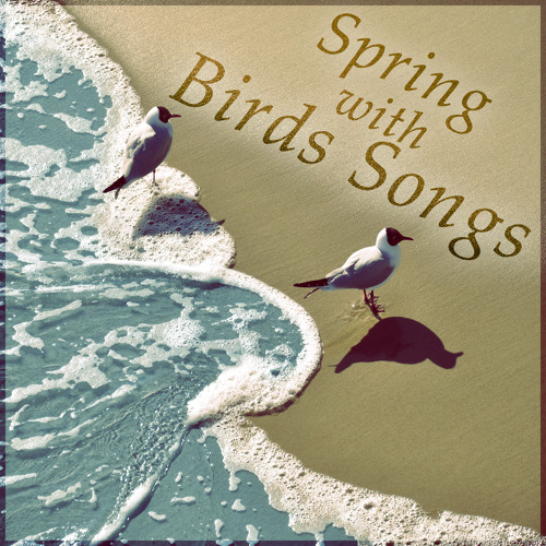 Small Wild Bird Singing