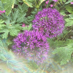 Sounds of the Park w/ Polymers: 9th June '25