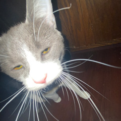 Cat-illac Bumpin