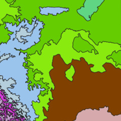 white poplar (read desc)