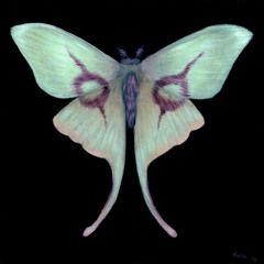 Moth Adventure