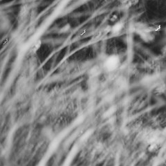 ambient organic