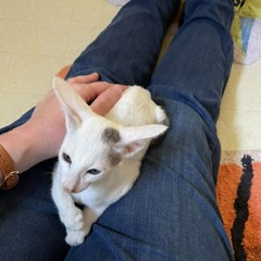 Bobby the Cat